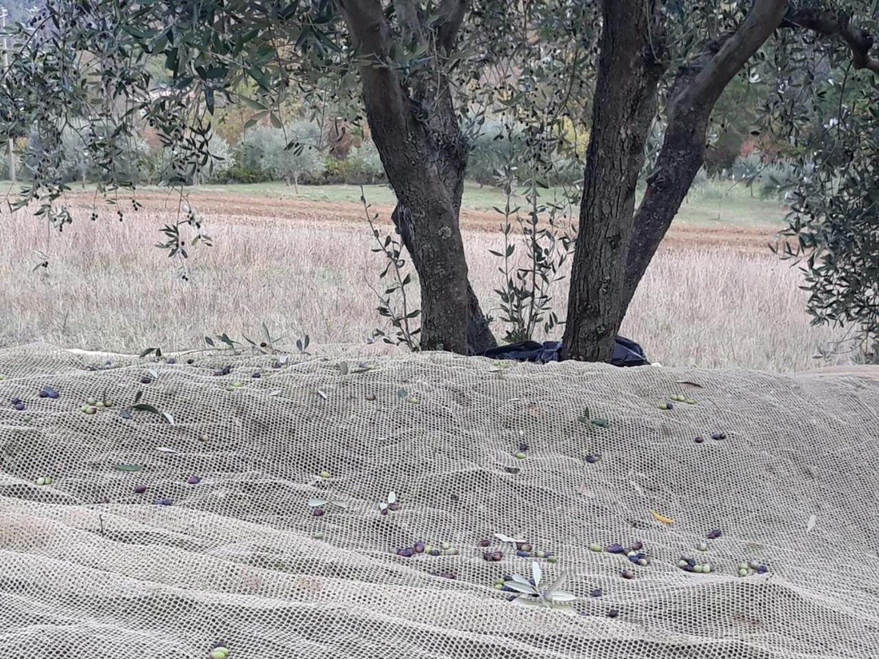 Villa Porcigliano Olive Grove Polcanto ภายนอก รูปภาพ