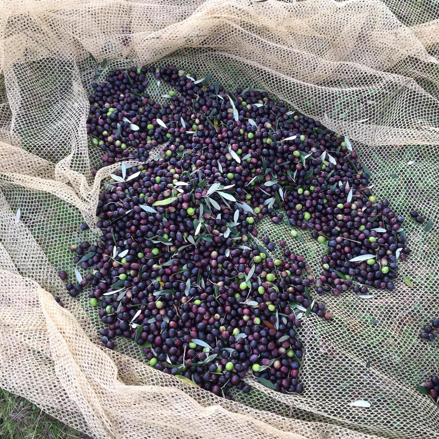 Villa Porcigliano Olive Grove Polcanto ภายนอก รูปภาพ