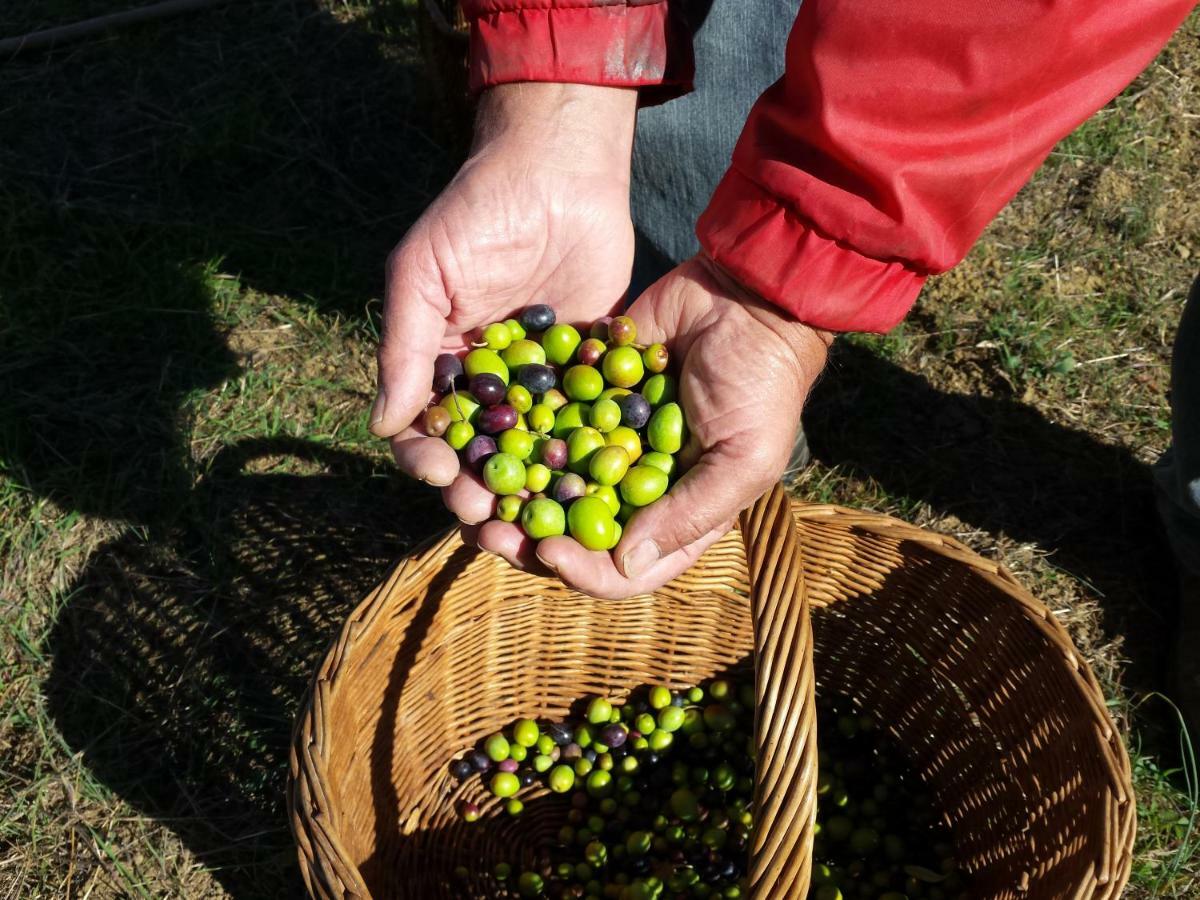 Villa Porcigliano Olive Grove Polcanto ภายนอก รูปภาพ